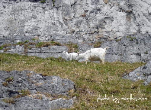 Picture of goats on the Great Orme