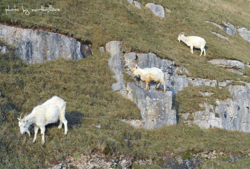 Great-Orme-goats-Llandudno