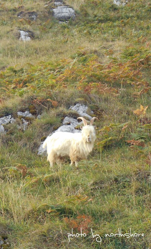 Wild-goat-Llandudno